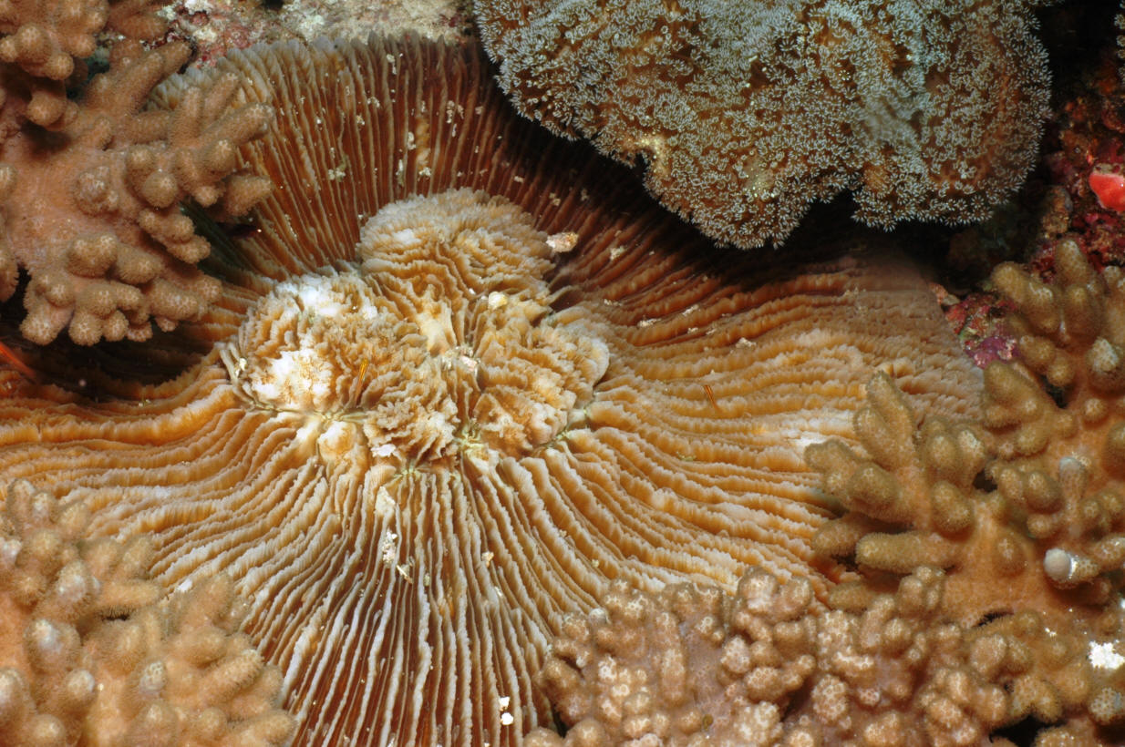 Fungia corona